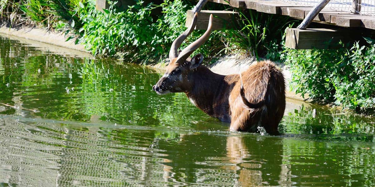saiwa swamp national park wildlife safaris in kenya