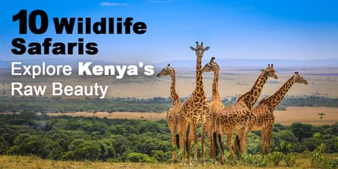 10 Wildlife Safaris: Explore Kenya's Raw Beauty