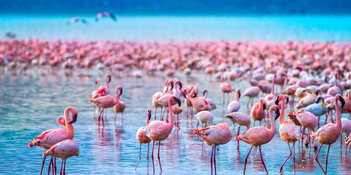 bird watching in lake nakuru national park add in your kenya bucket list