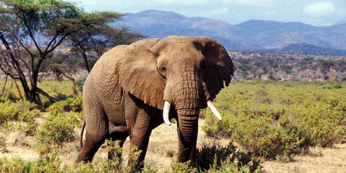 samburu national reserve in kenya from instaglobalvisa